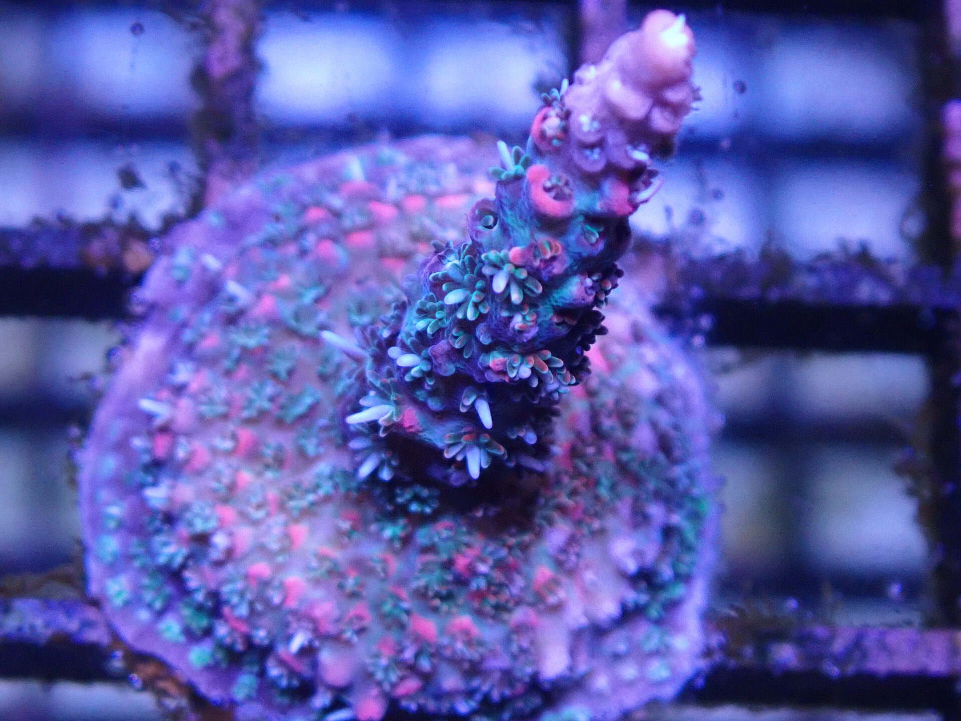 WYSIWYG Maleficent acro – CoralSupreme | Australian Online Coral Store